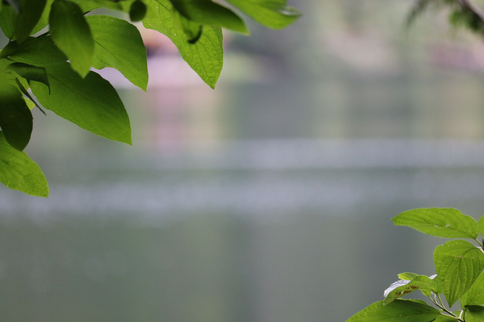 Canon EOS 7D Mark II + Canon EF-S 55-250mm F4-5.6 IS STM sample photo. Leaves, leaf, nature photography