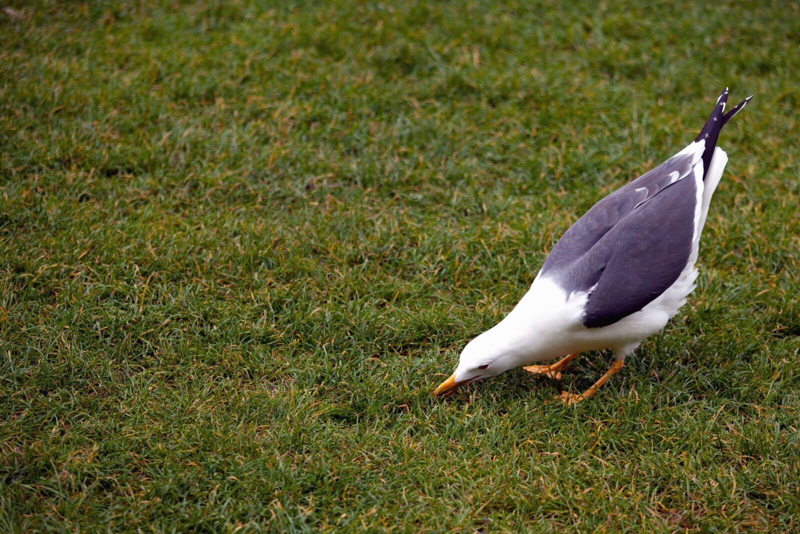 Canon EF 70-200mm F4L IS USM sample photo. Bird, grass, seagull, feathers photography
