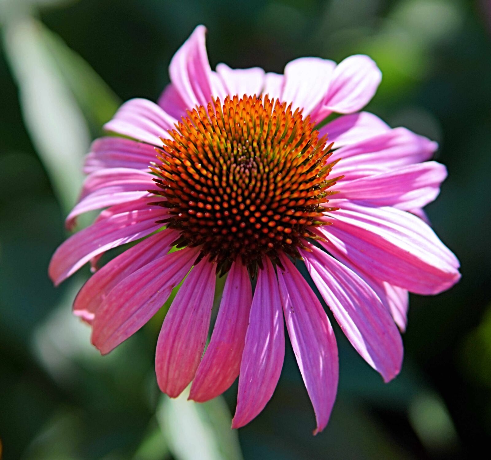 Sigma 30mm F1.4 DC DN | C sample photo. Echinacea, flower, blossom photography