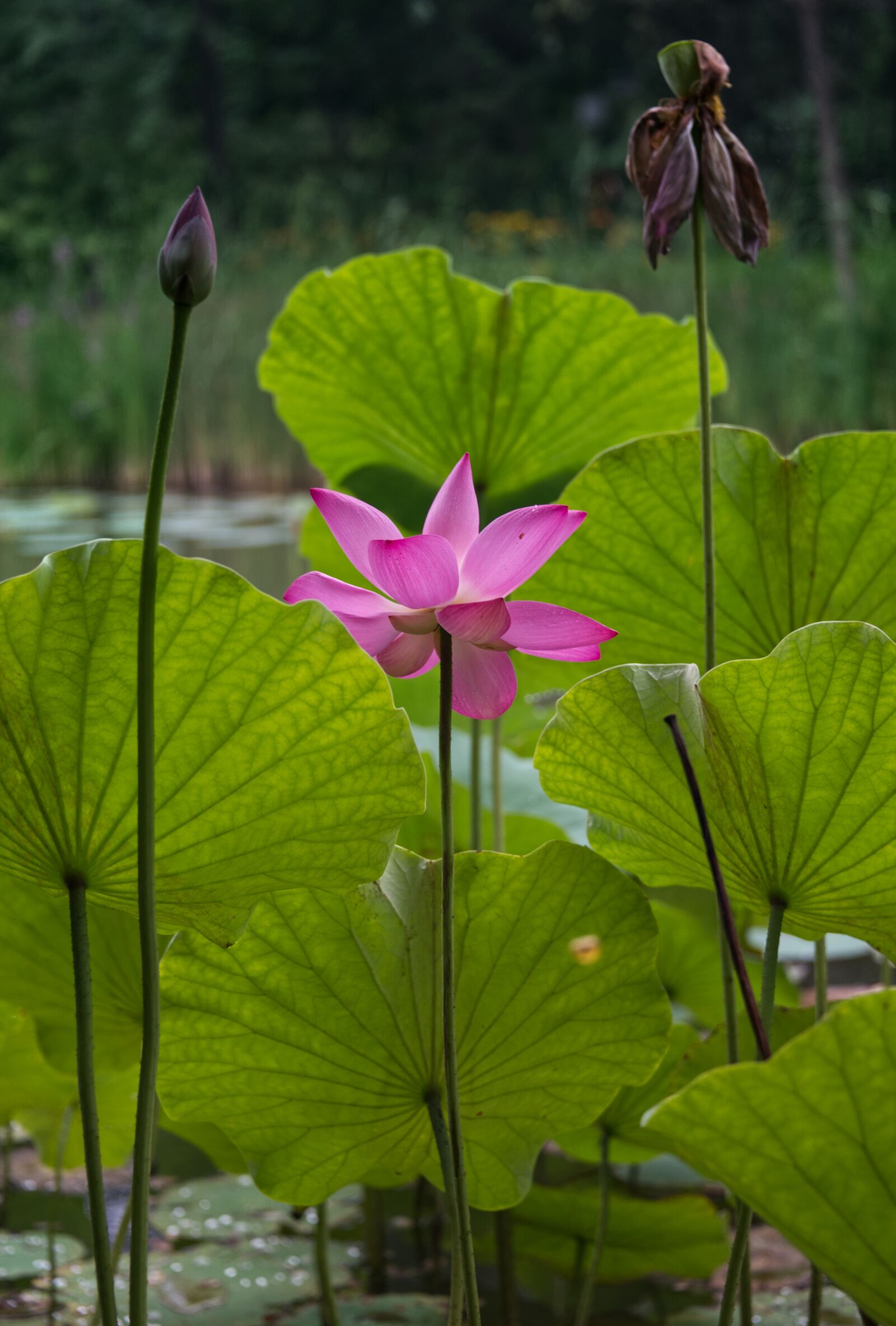 Nikon D750 sample photo. Lotus, flower, petals photography