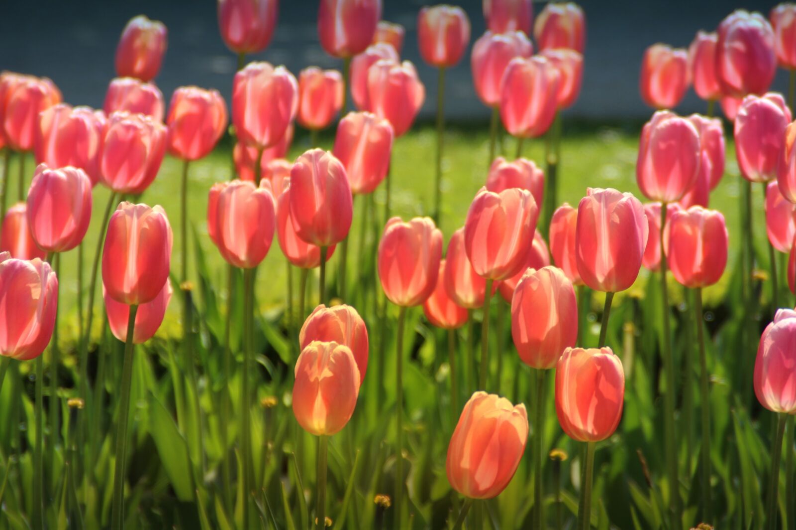 Canon EOS 1200D (EOS Rebel T5 / EOS Kiss X70 / EOS Hi) sample photo. Tulips, bed, shining photography