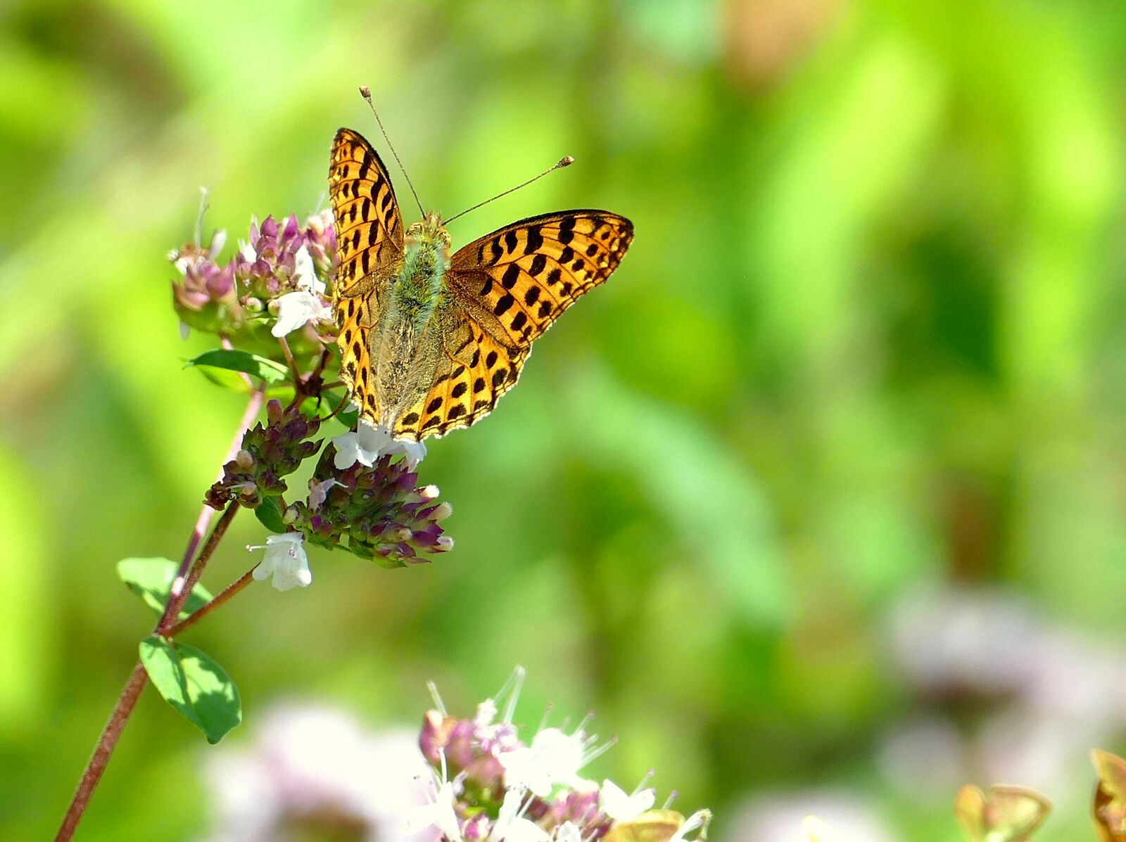 Panasonic Lumix DMC-FZ1000 sample photo. Butterfly, summer, garden photography