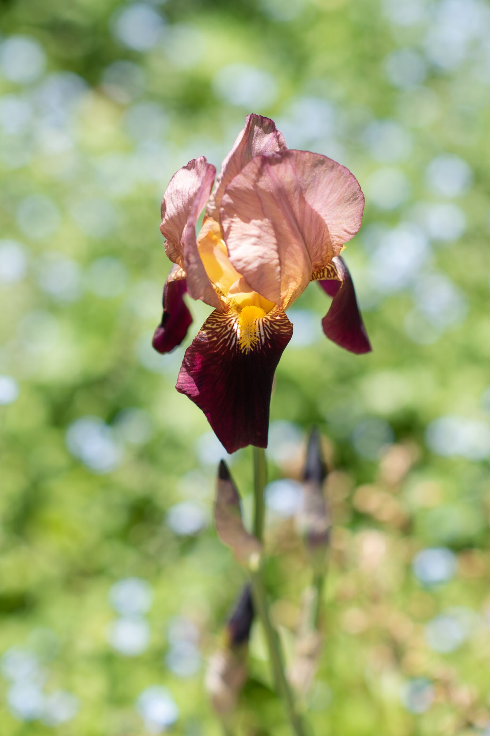 Nikon D750 sample photo. Iris, bearded iris, flower photography