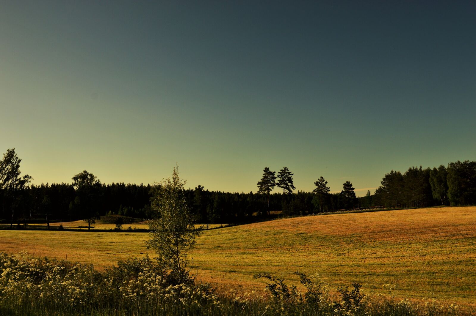 Nikon D3200 sample photo. Blue, evening, field, forest photography