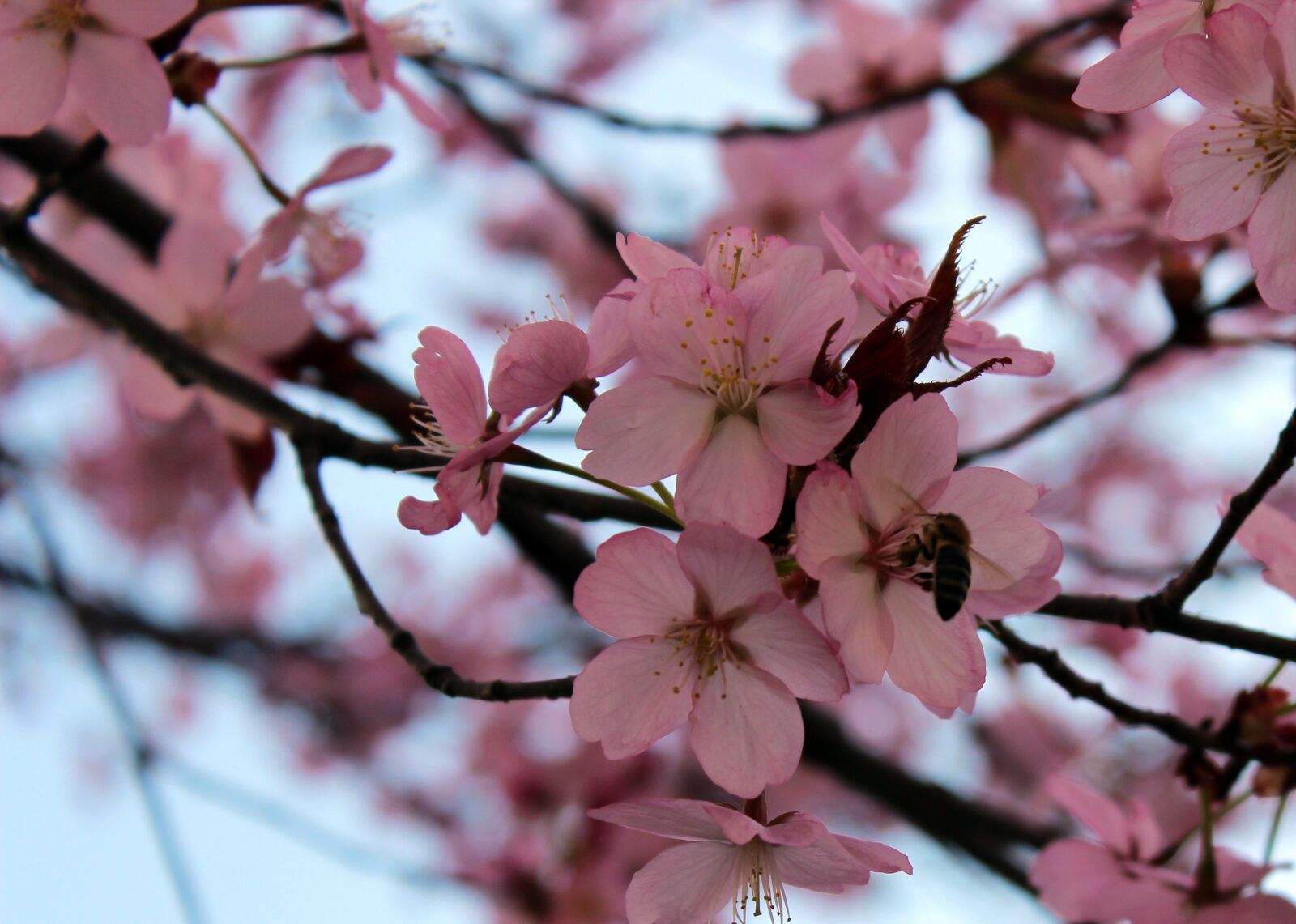 Canon EOS 600D (Rebel EOS T3i / EOS Kiss X5) sample photo. Tree, flowers, spring photography