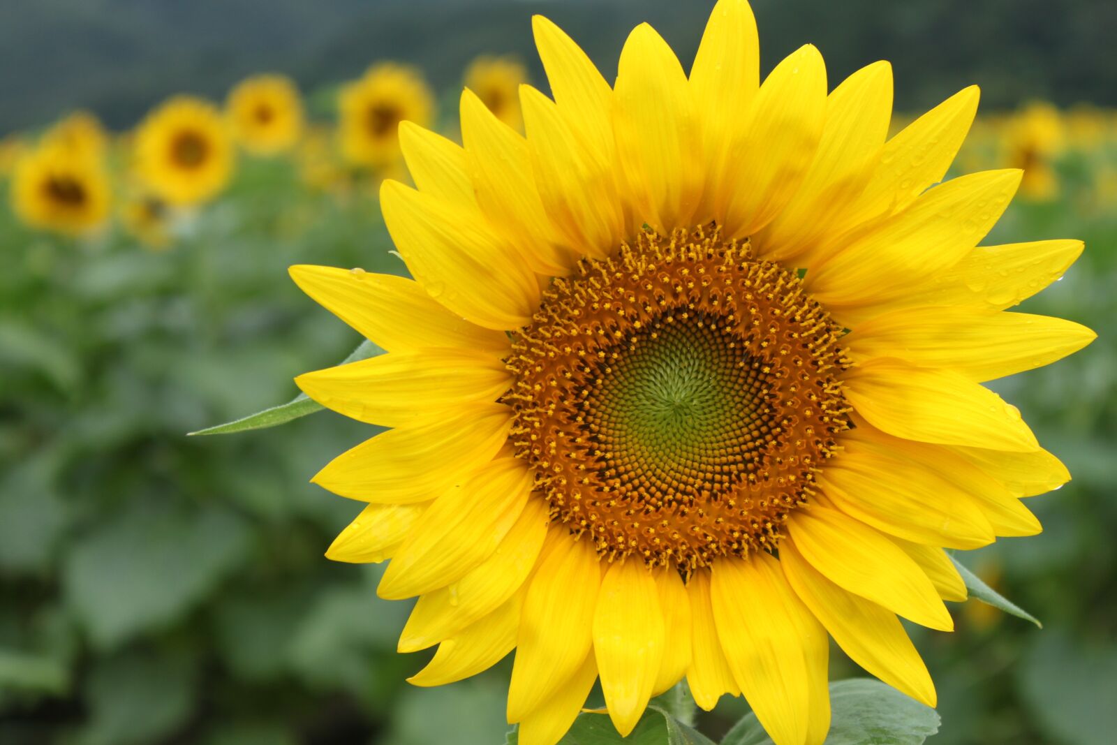 Canon EOS 500D (EOS Rebel T1i / EOS Kiss X3) sample photo. Flower garden, sunflower, yellow photography