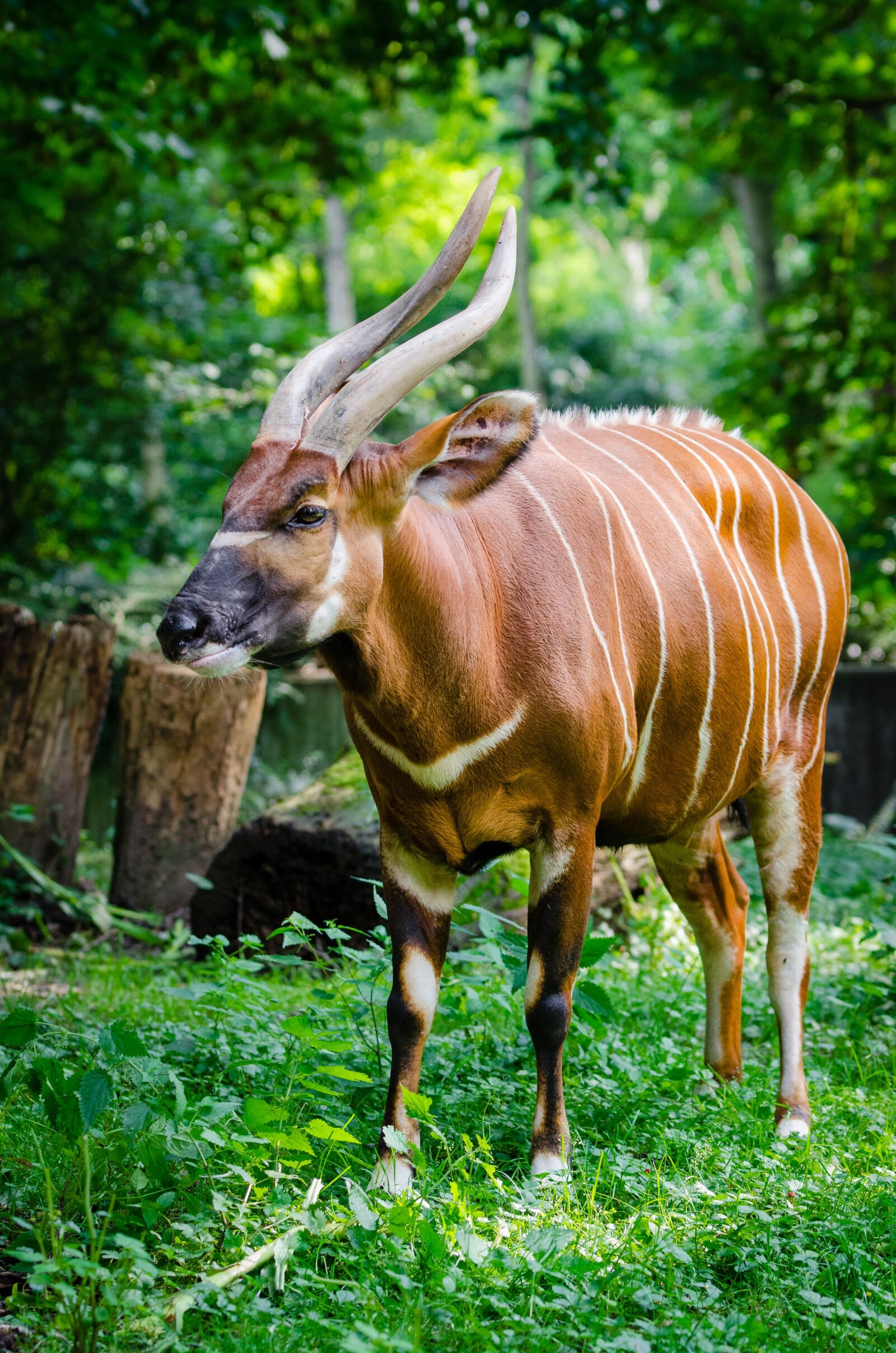 Nikon D7000 sample photo. Animal, antelope, bongo photography