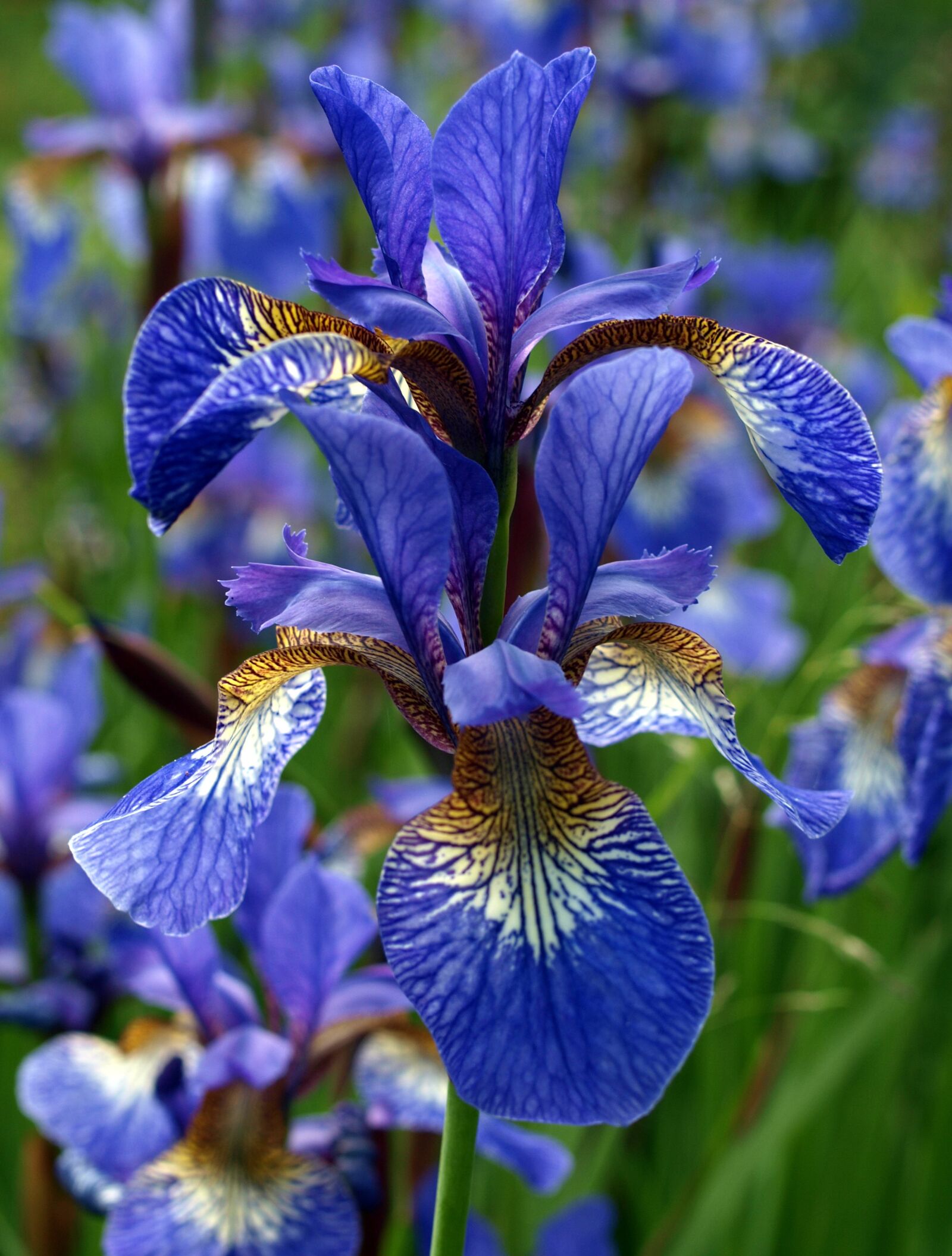 Olympus E-520 (EVOLT E-520) sample photo. Iris, blue, flower photography