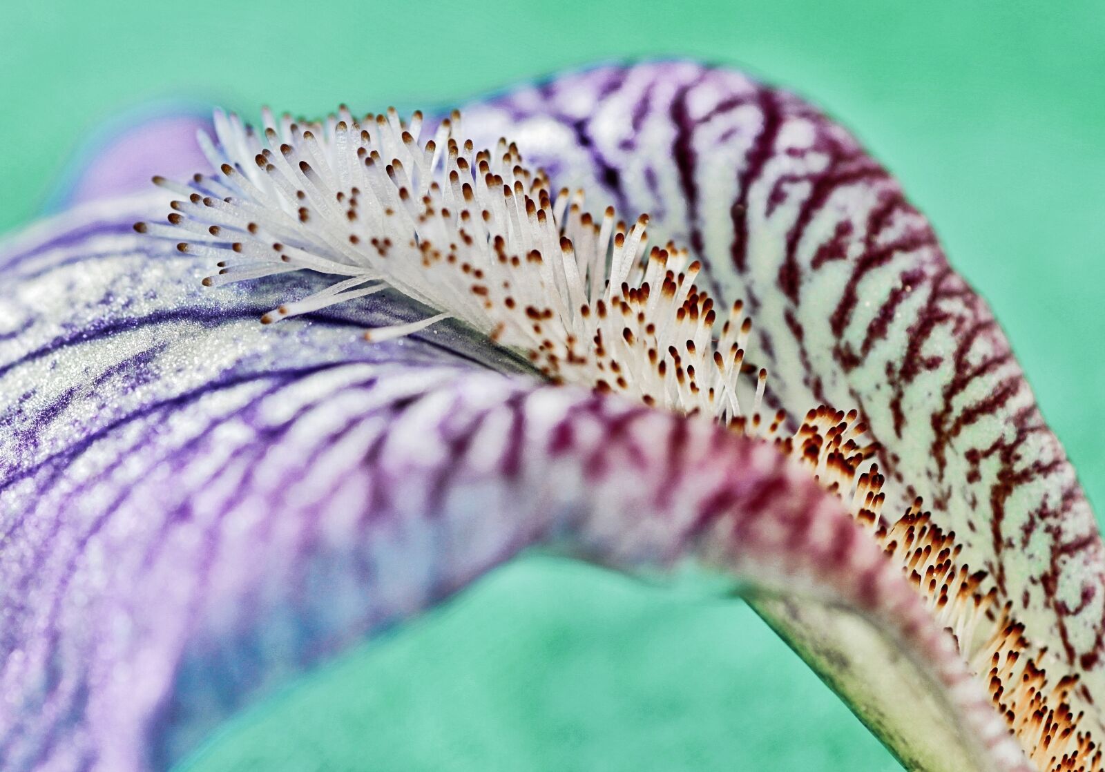 Canon EOS 650D (EOS Rebel T4i / EOS Kiss X6i) sample photo. Macro, iris, lily photography
