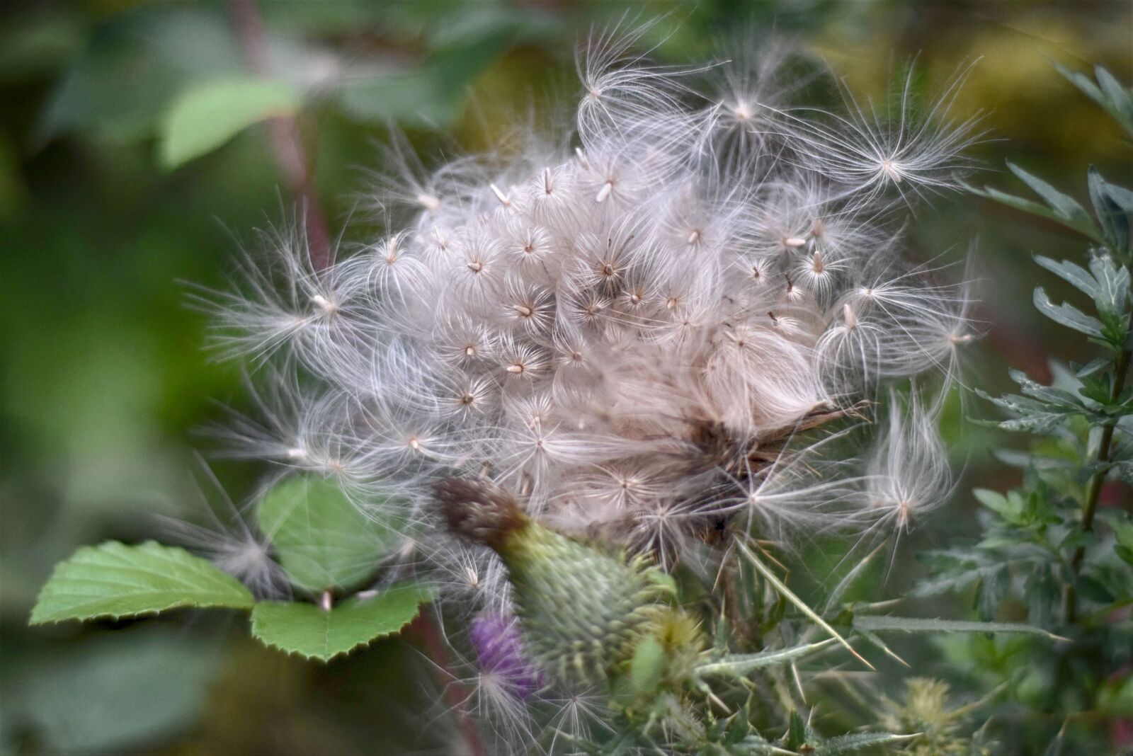 Nikon D7200 sample photo. Thistle, pappus, flower coronary photography