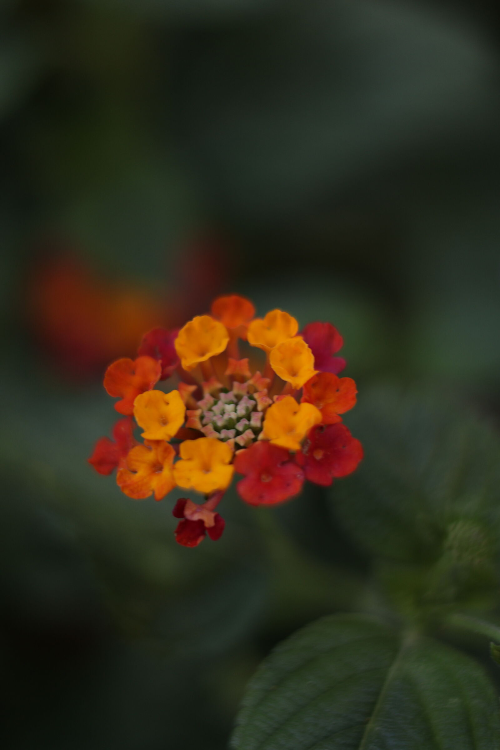Canon RF 50mm F1.8 STM sample photo