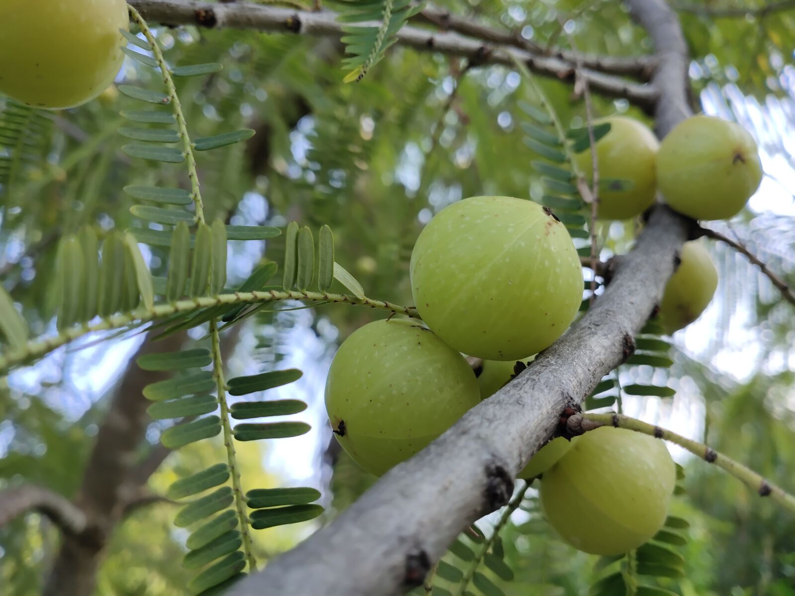 vivo 1951 sample photo. Gooseberry, nature, love photography