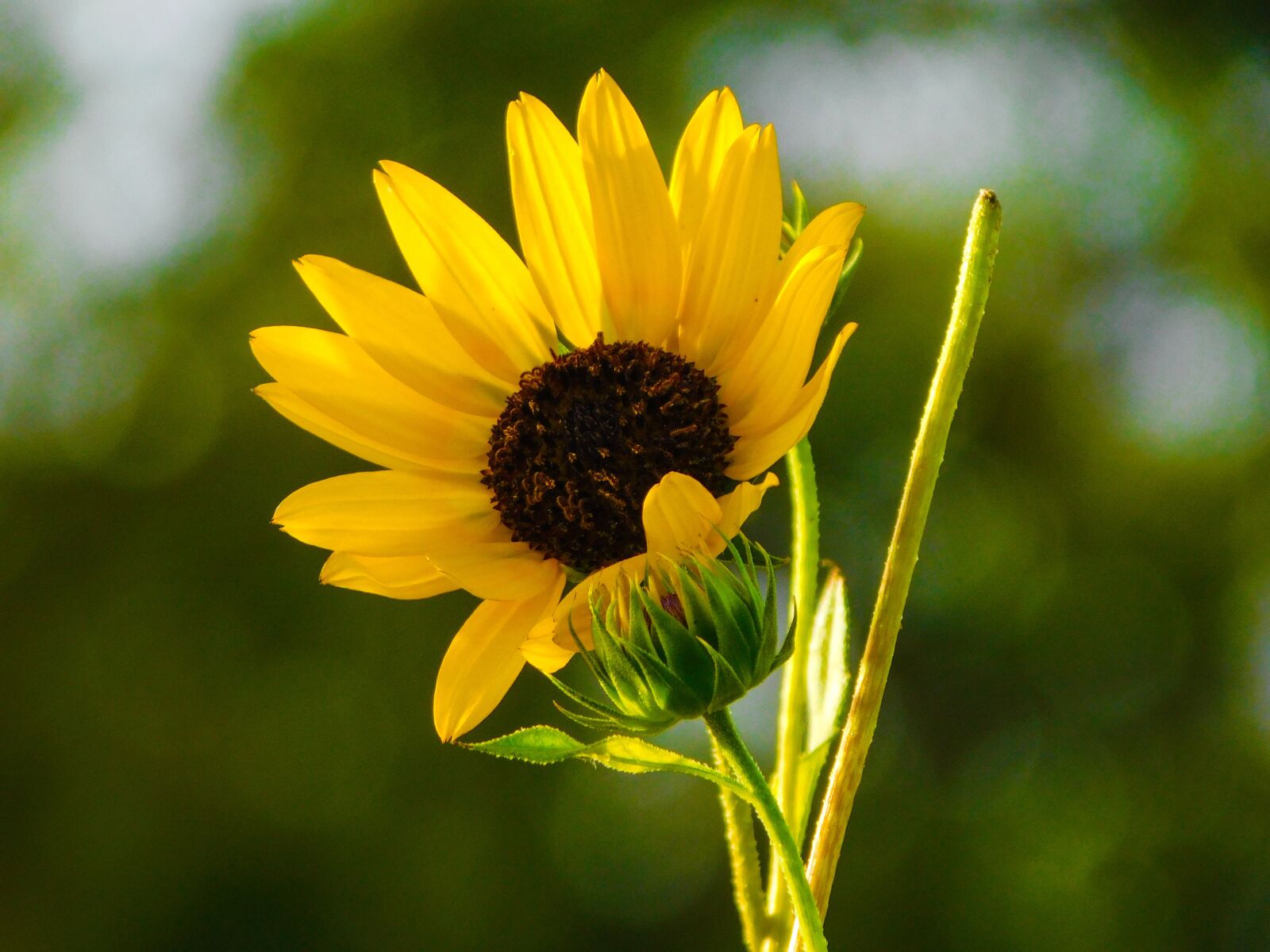 Nikon Coolpix B500 sample photo. Flower, yellow, garden photography