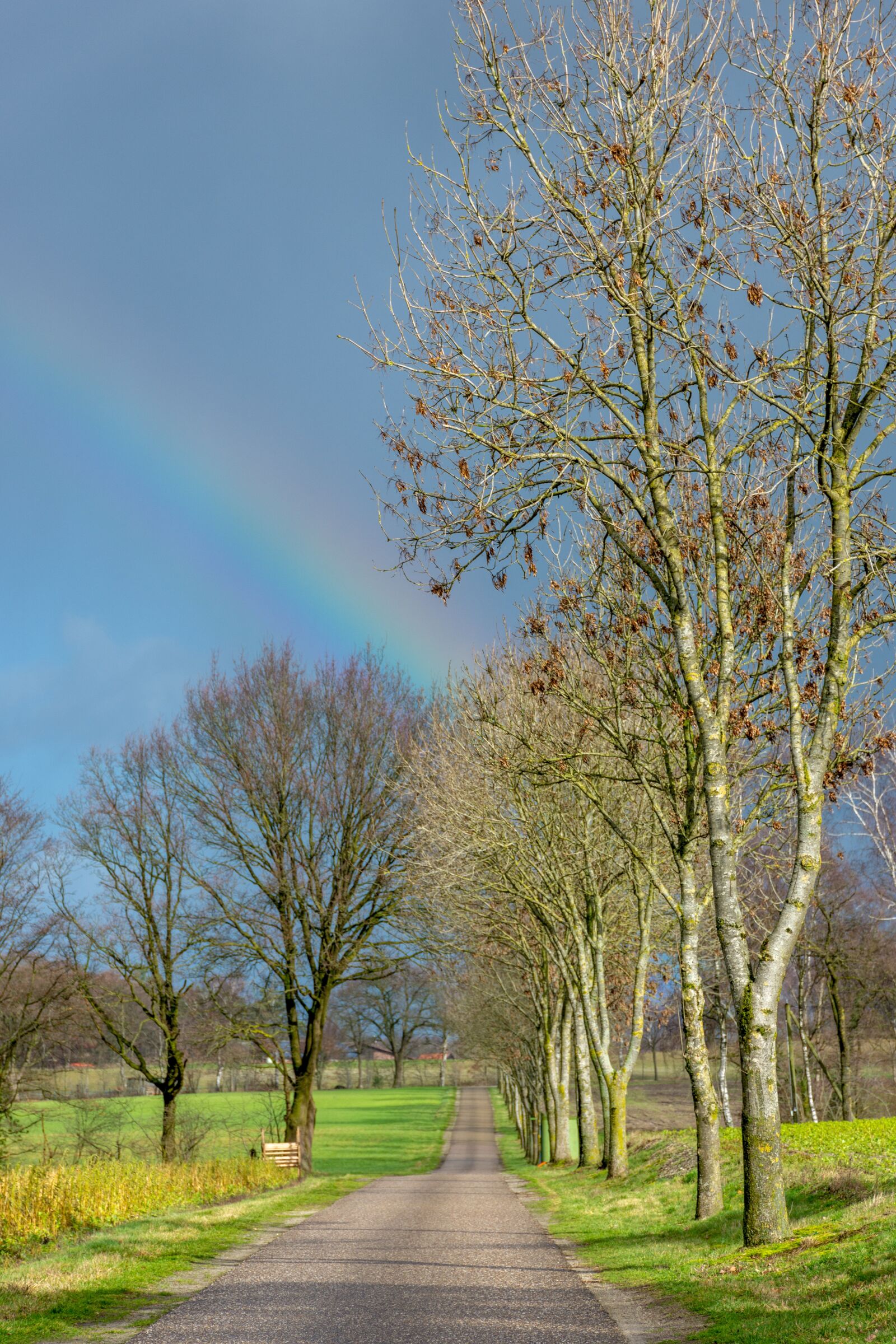 Nikon D7200 sample photo. Street, nature, trees photography