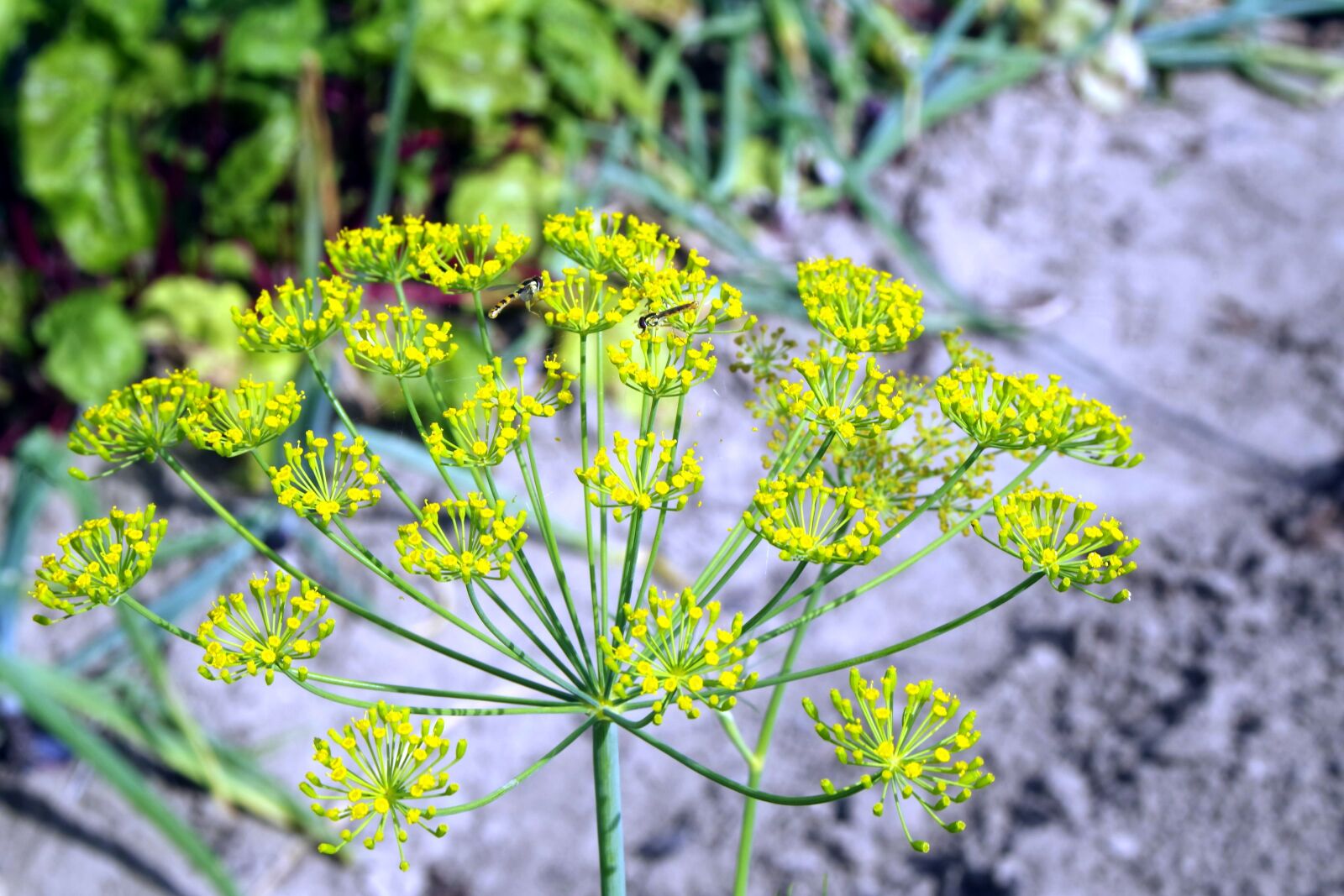 Pentax K-S2 sample photo. Koper, dill italian, flower photography