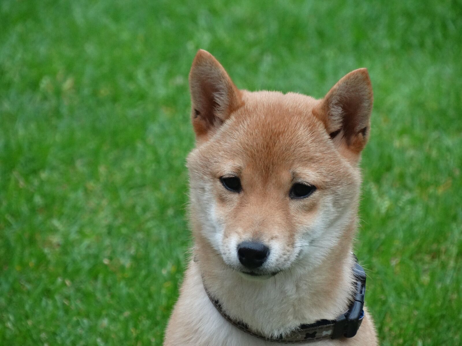 Sony Cyber-shot DSC-HX300 sample photo. Dog, remote access, shiba photography