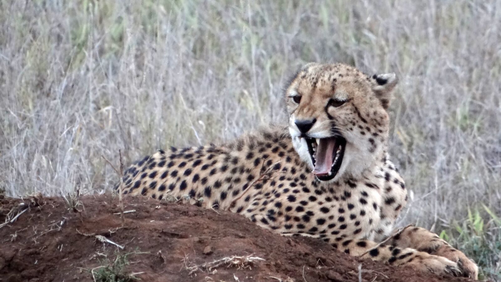 Sony Cyber-shot DSC-HX100V sample photo. Cheetah, predator, animal photography