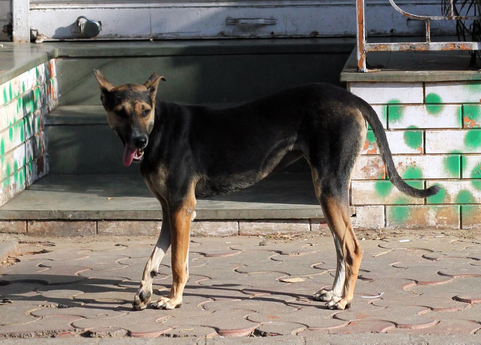 Canon EOS 550D (EOS Rebel T2i / EOS Kiss X4) sample photo. Dog, animal, street, canine photography