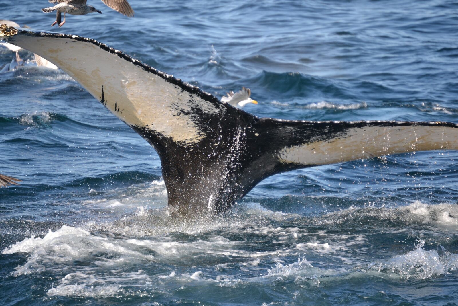 Nikon D3100 sample photo. Humpback whale, whale, cape photography