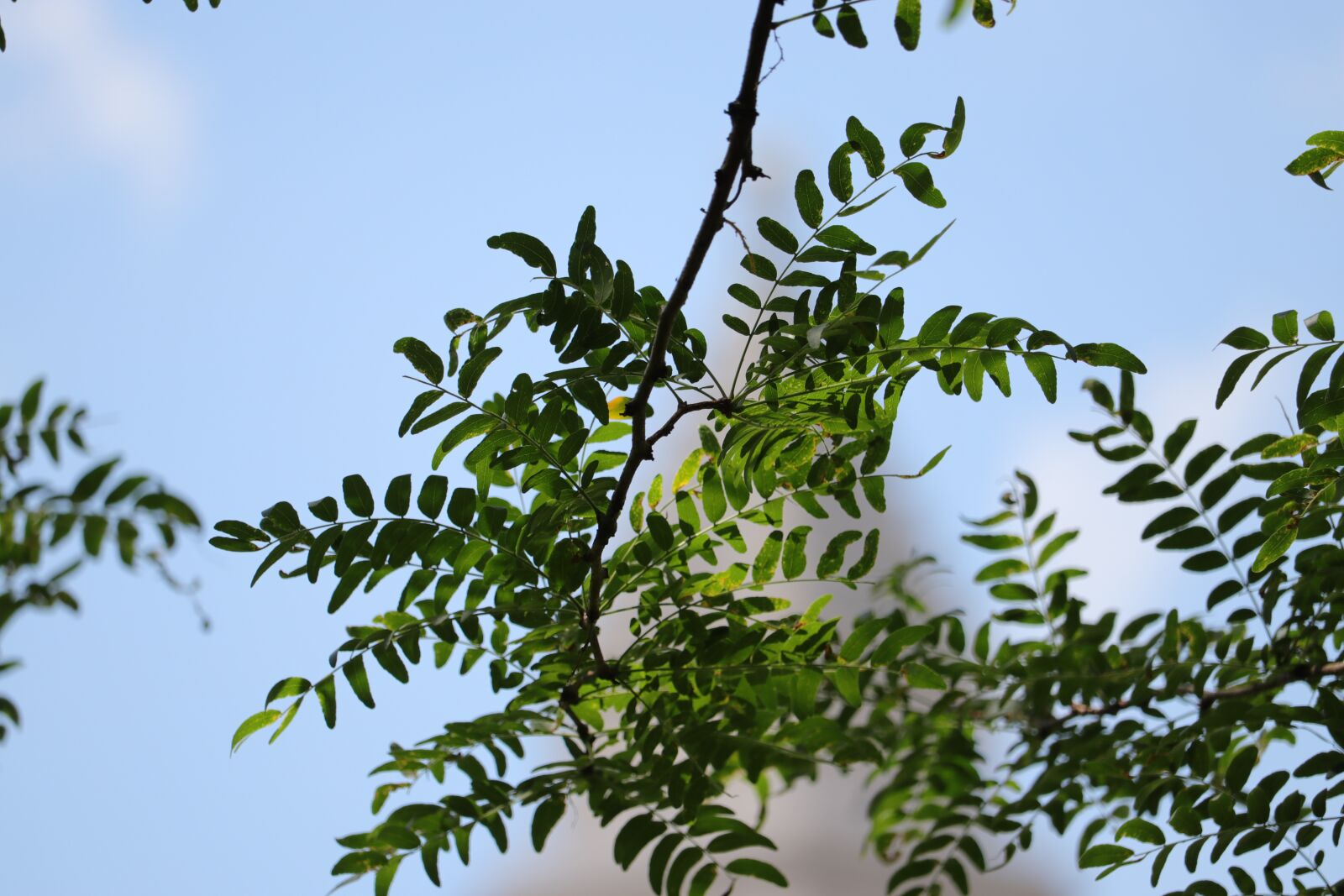 Canon EOS 80D sample photo. Leaves, tree branch, nature photography