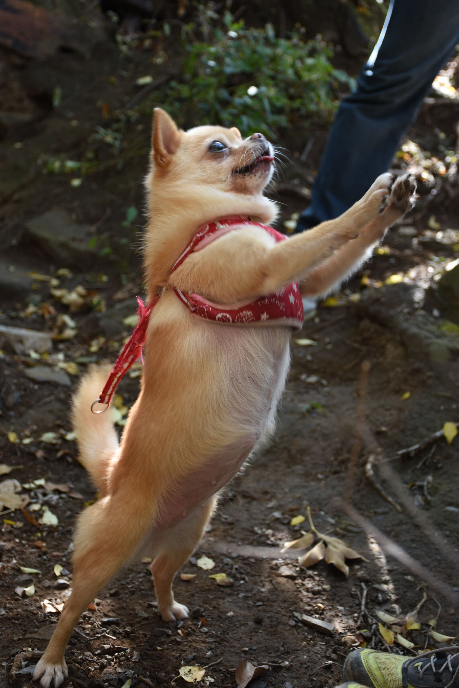 Nikon D7200 sample photo. Standing, dog, chihuahua photography
