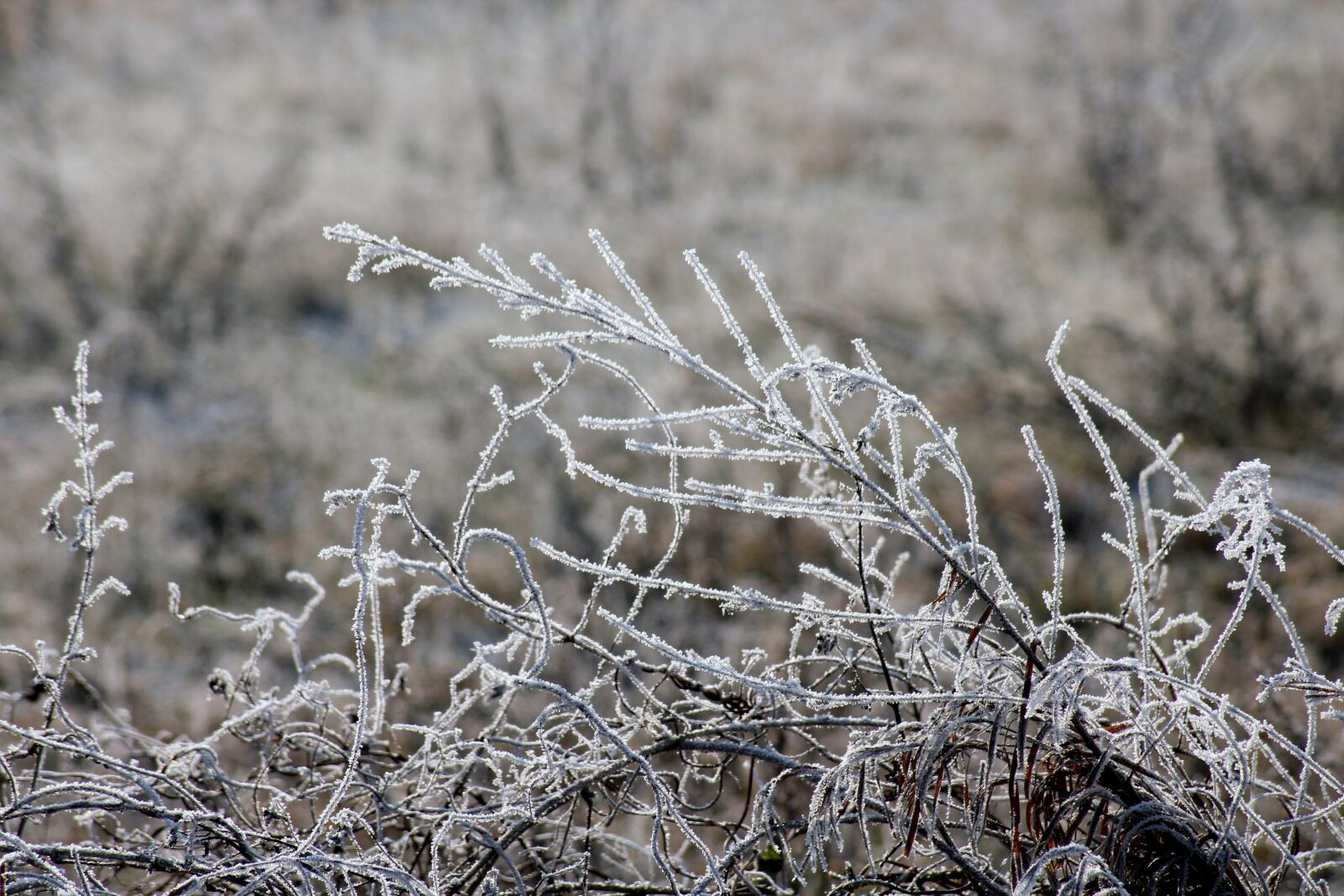 Canon EOS 1200D (EOS Rebel T5 / EOS Kiss X70 / EOS Hi) sample photo. Frost, grass, winter photography