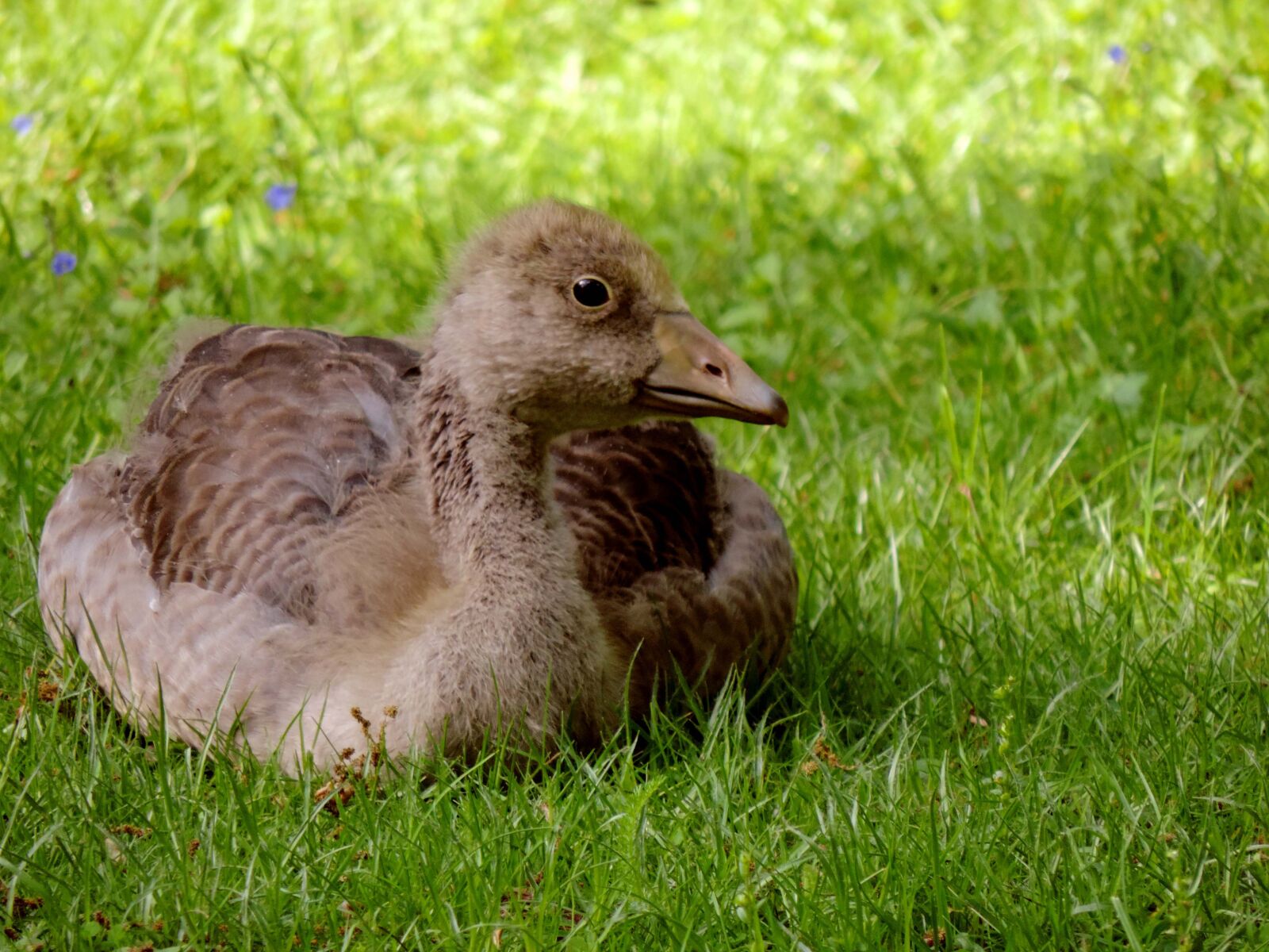 Nikon Coolpix P520 sample photo. Greylag goose, young animal photography