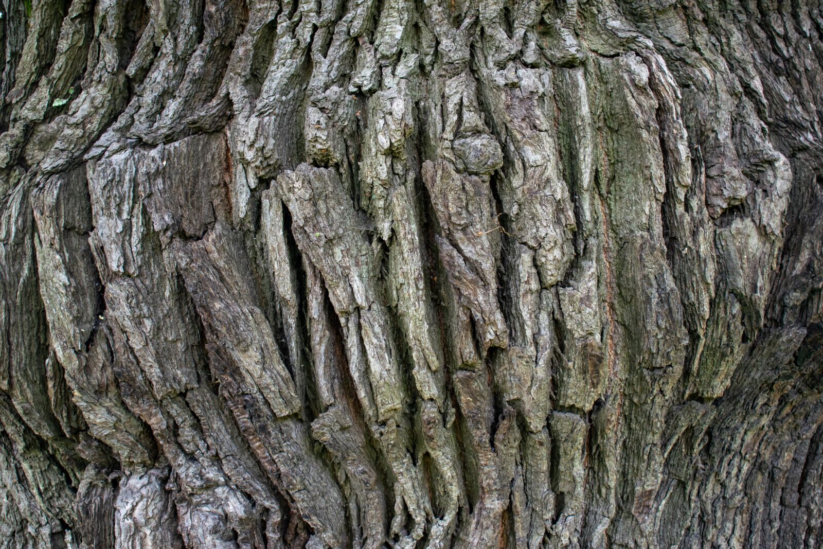 Nikon D5300 sample photo. Structure, background, oak photography