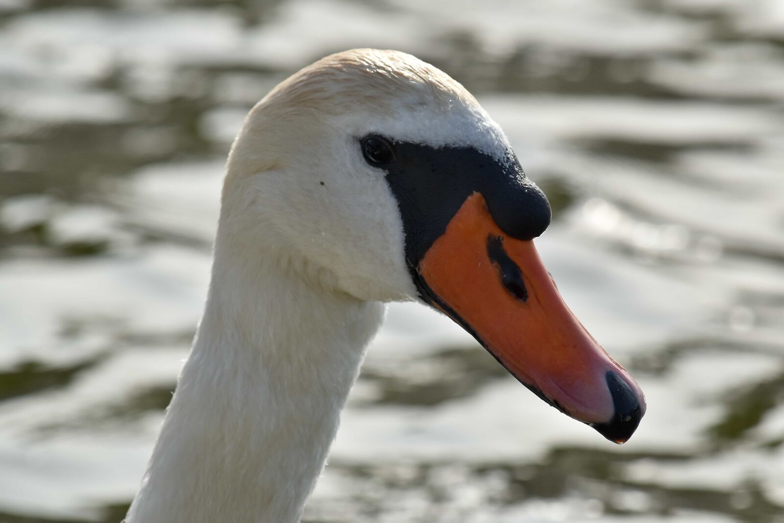 Nikon D5500 sample photo. Beak, neck, portrait, swan photography