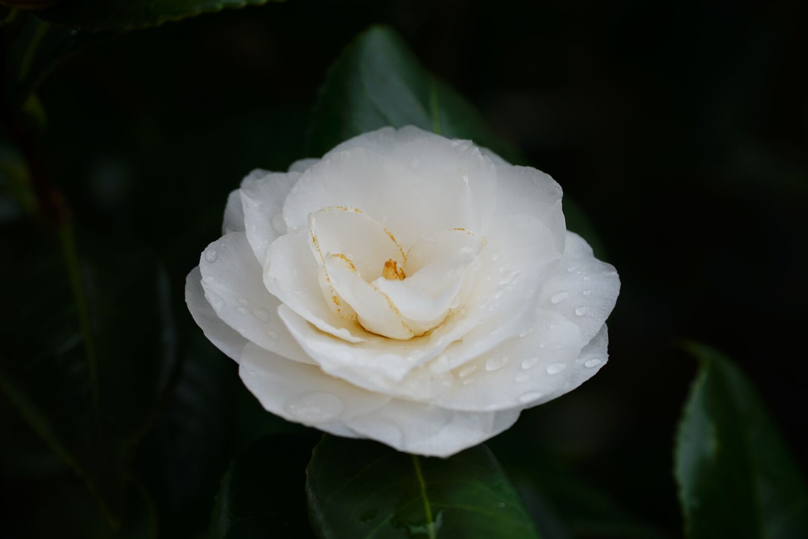 Sony a6000 + Sony E PZ 18-105mm F4 G OSS sample photo. Flower, plant, leaf photography