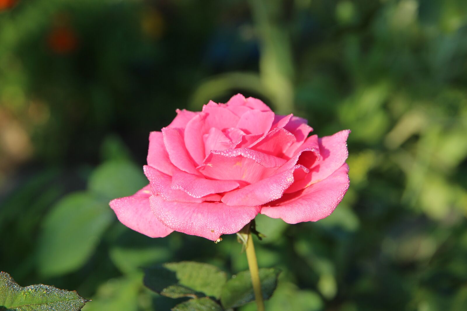 Canon EOS 650D (EOS Rebel T4i / EOS Kiss X6i) sample photo. Rose, flower, pink rose photography