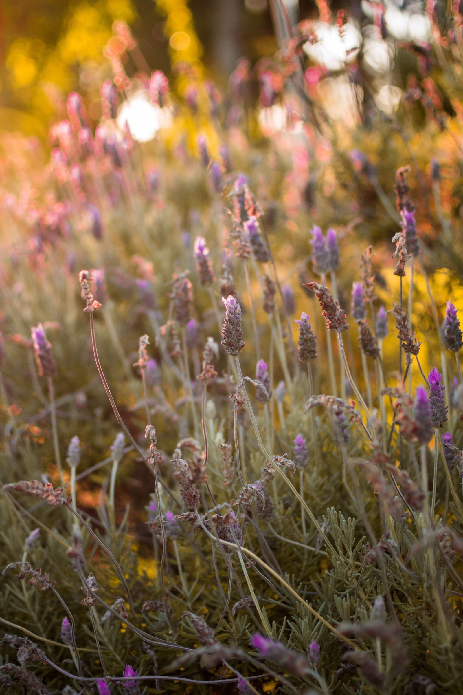 Nikon D3100 sample photo. Plant, flower, nature photography