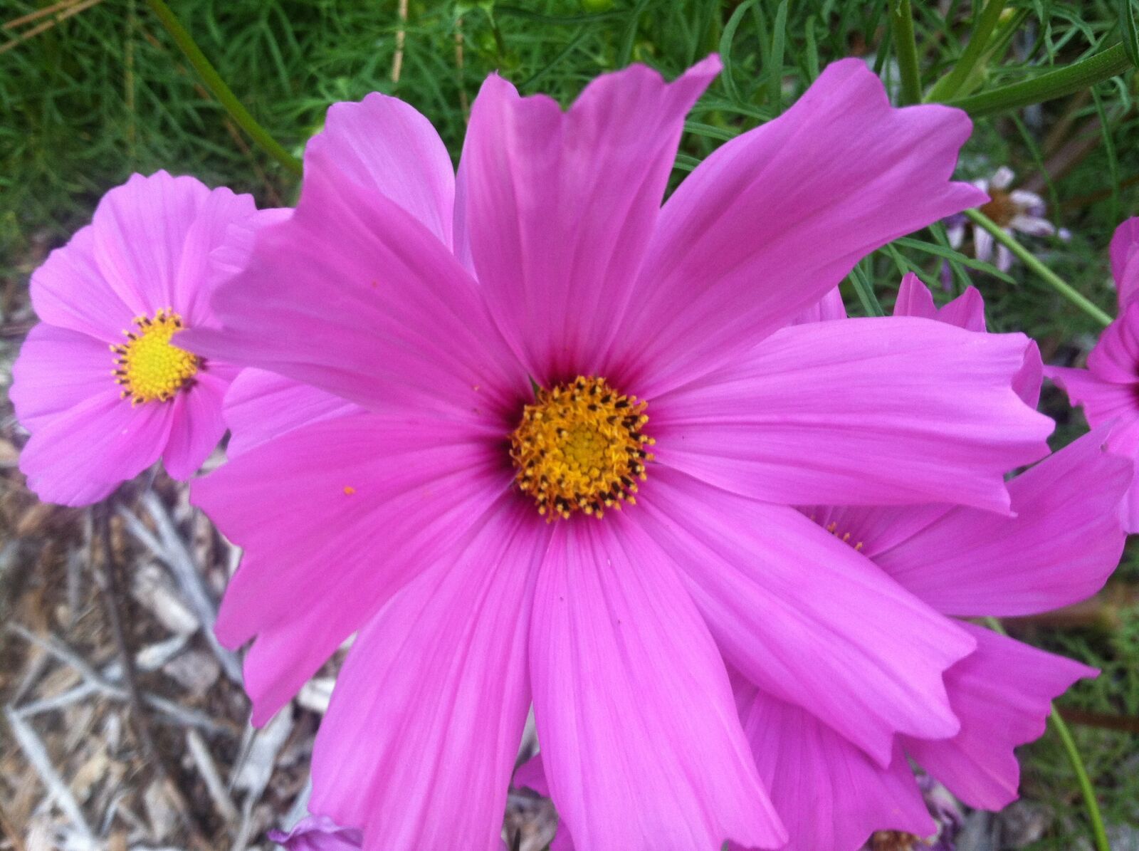 Apple iPhone 4 sample photo. Cosmos bipinnatus, pink flower photography