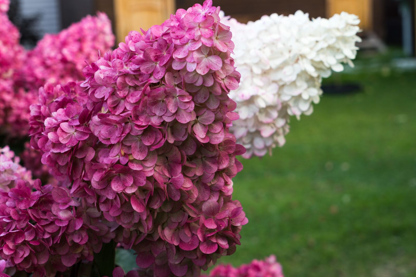 Sony a6300 + Sony Vario Tessar T* FE 24-70mm F4 ZA OSS sample photo. Hydrangea, flower, petals photography