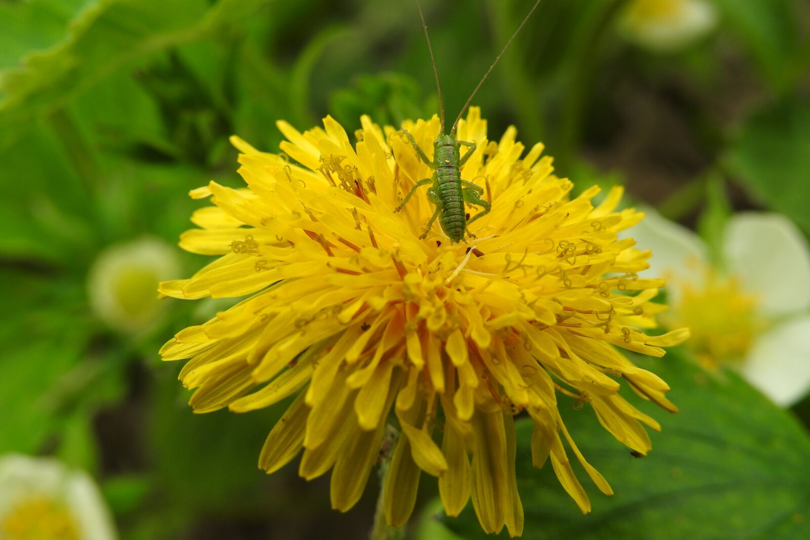 Nikon Coolpix P900 sample photo. Nature, plant, flower photography