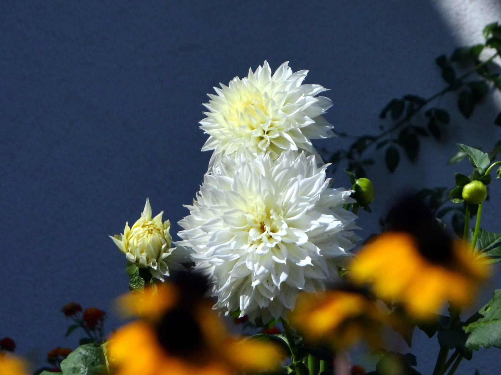 Sony Cyber-shot DSC-HX100V sample photo. Dahlia, flower, blossom photography
