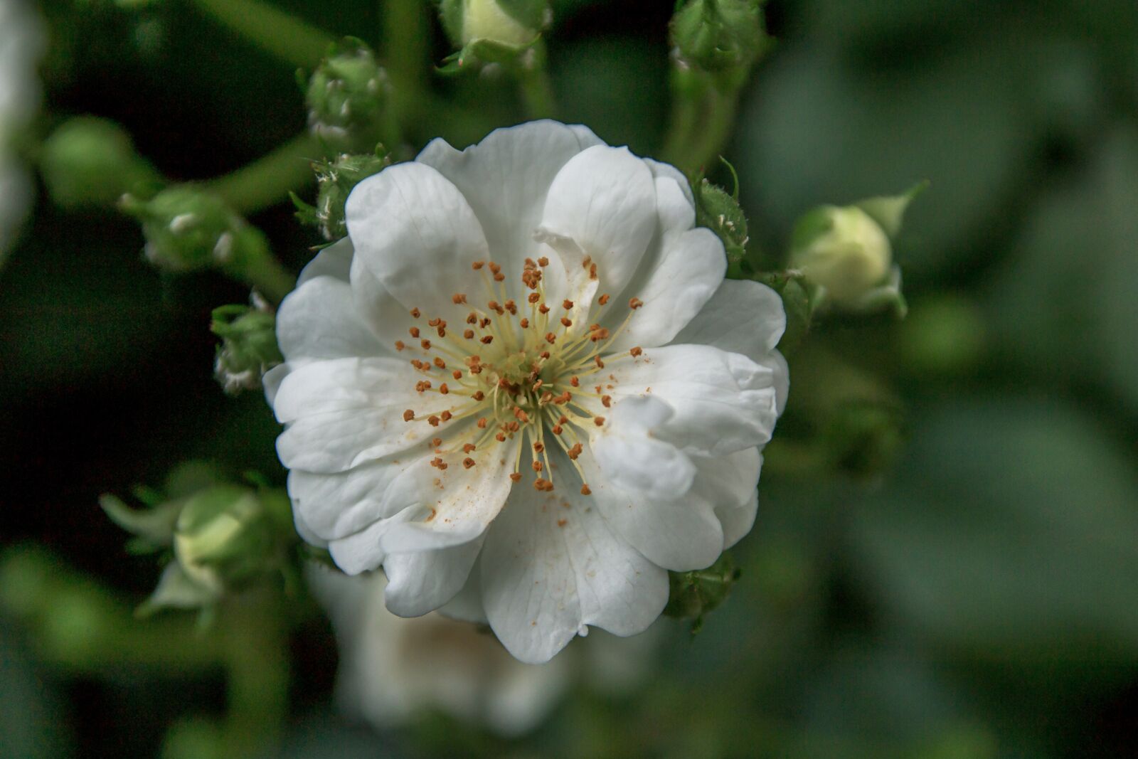 Canon EOS 70D sample photo. White rose, flower, rose photography
