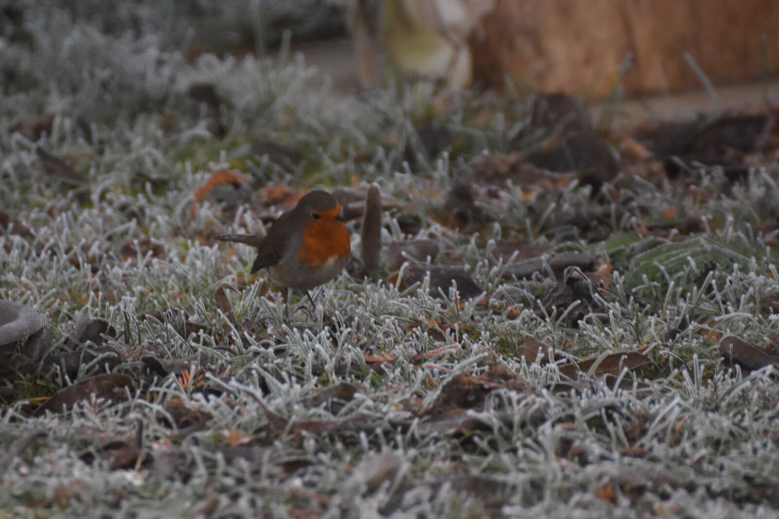 Nikon D7200 sample photo. Robin, bird, nature photography