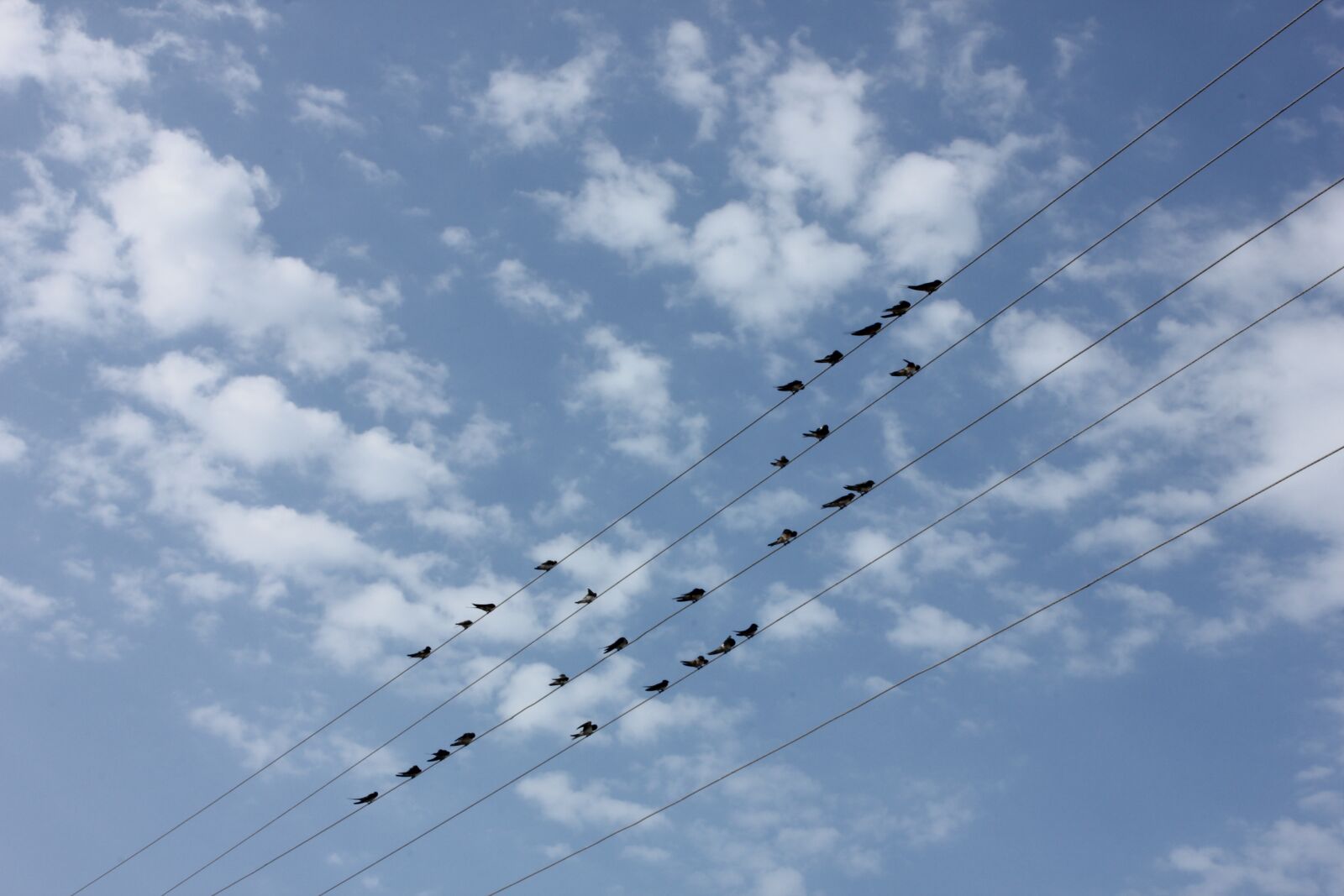 Canon EOS 550D (EOS Rebel T2i / EOS Kiss X4) sample photo. Birds, freedom, team photography