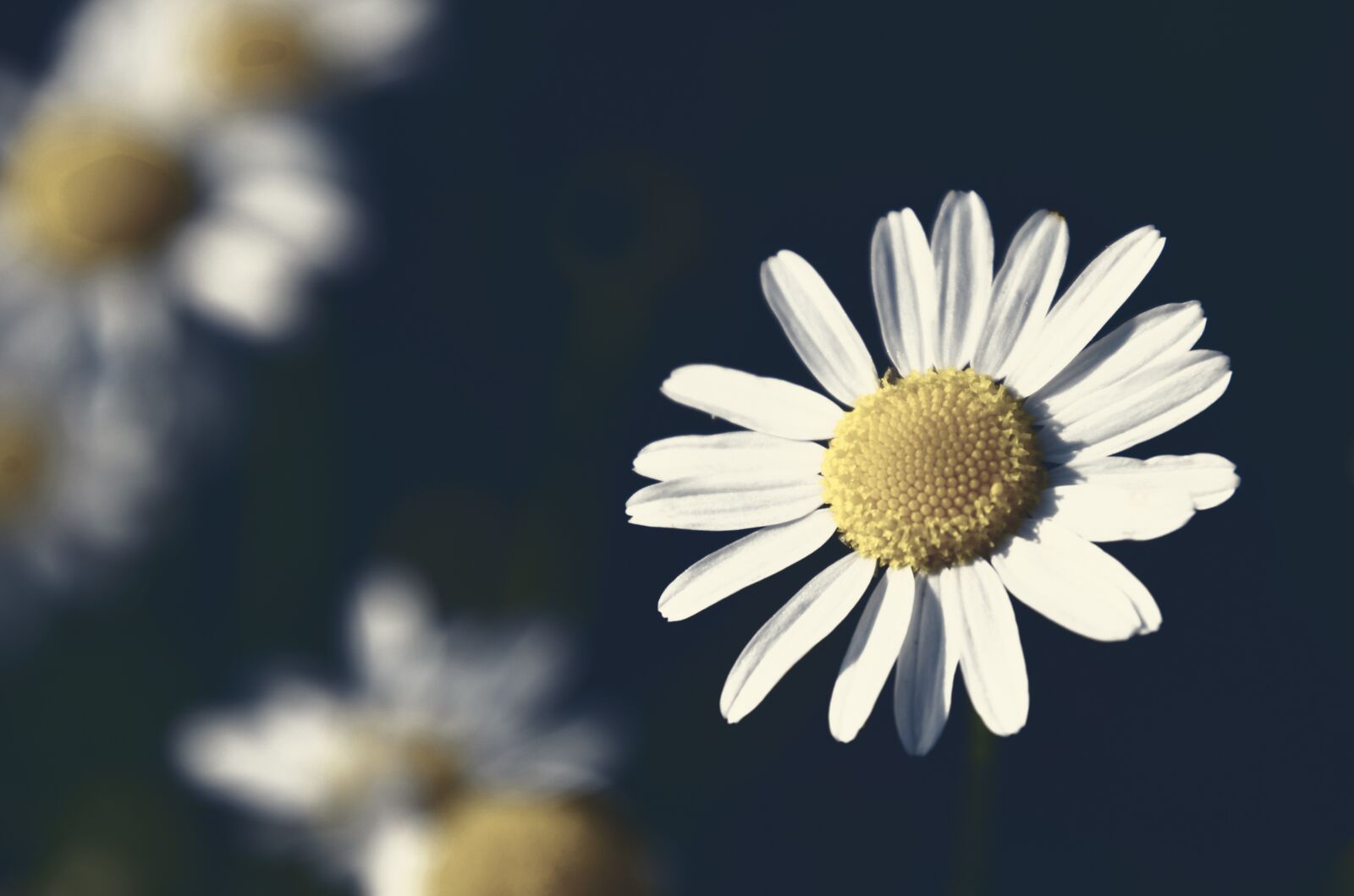 Nikon D7000 sample photo. Chamomile, flower, herb photography