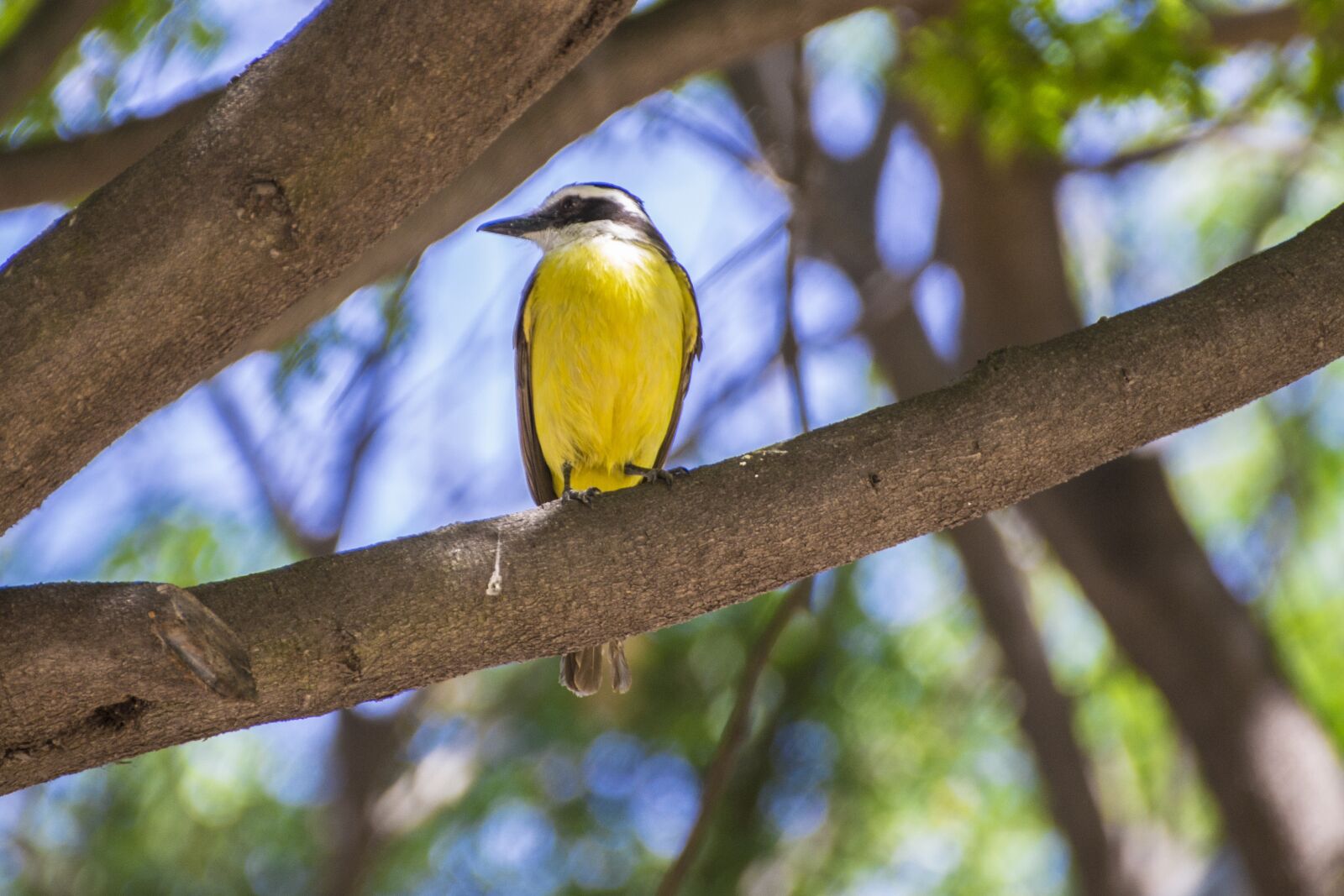 Nikon D3100 sample photo. Bird, yellow, nature photography