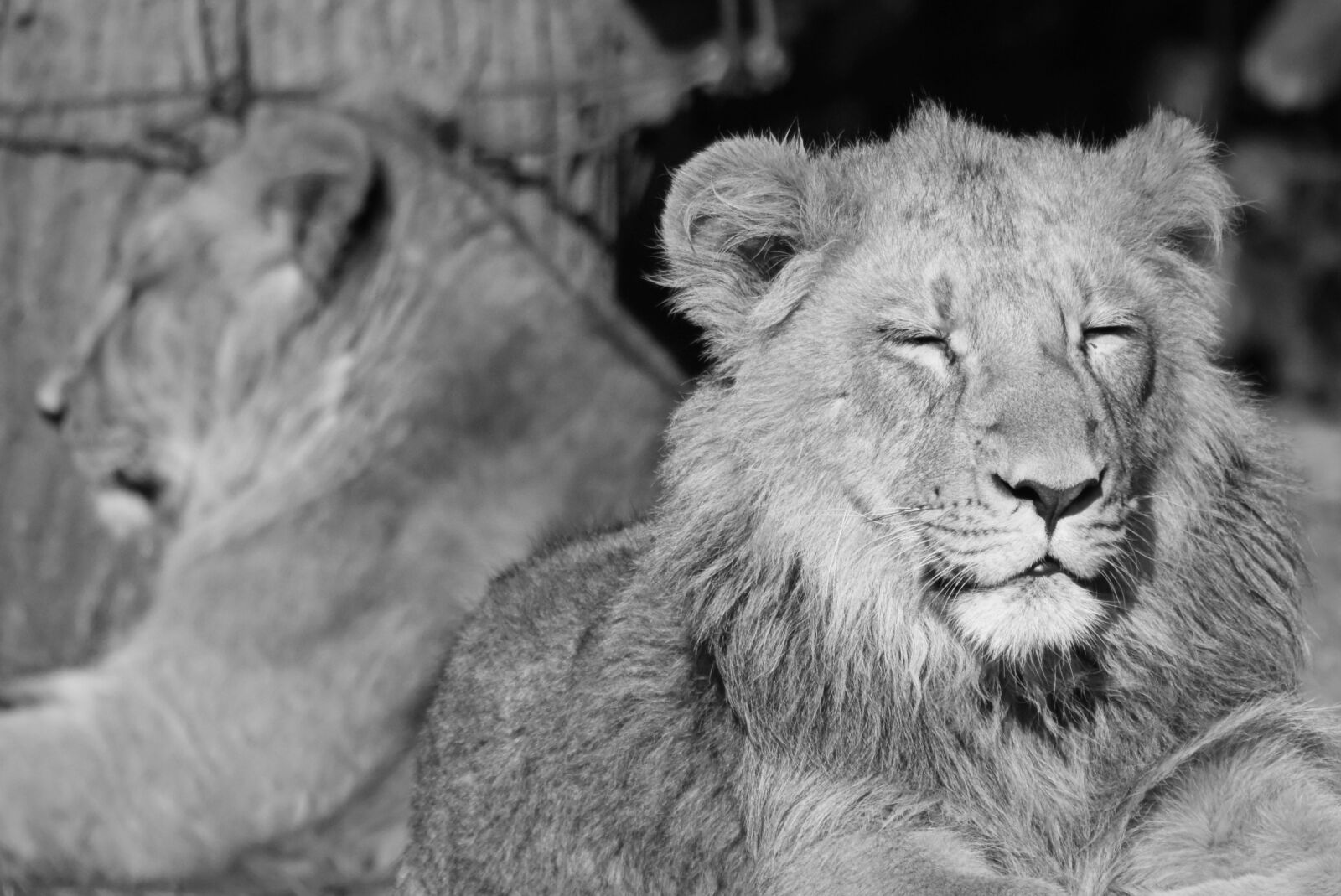 Nikon D7200 sample photo. Lion, lions, animal photography