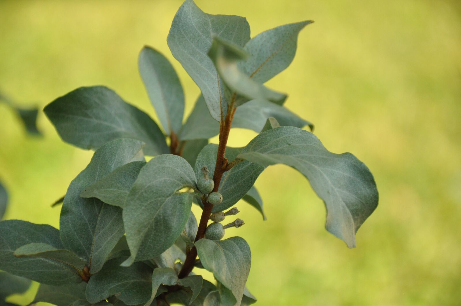 Nikon D90 sample photo. Greens, sheet, leaves photography