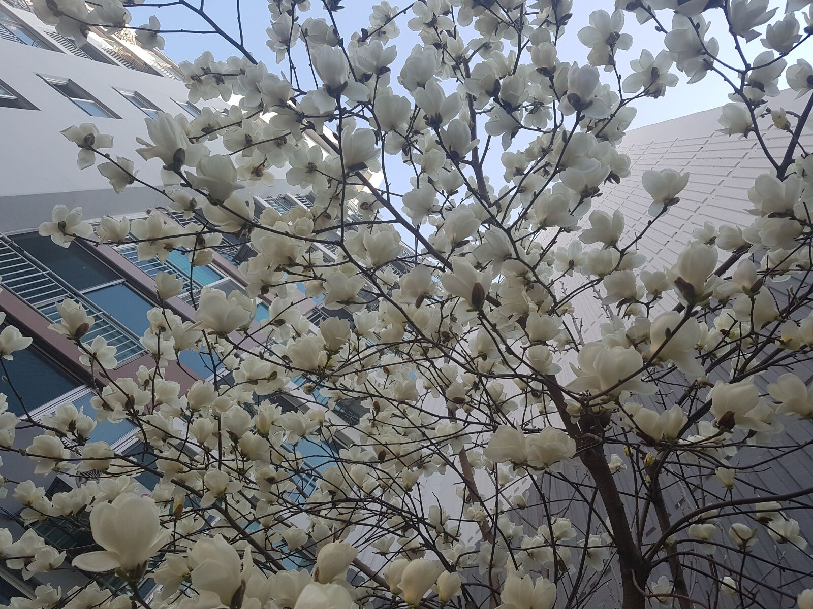 Samsung Galaxy S7 sample photo. Magnolia, flowers, tree photography