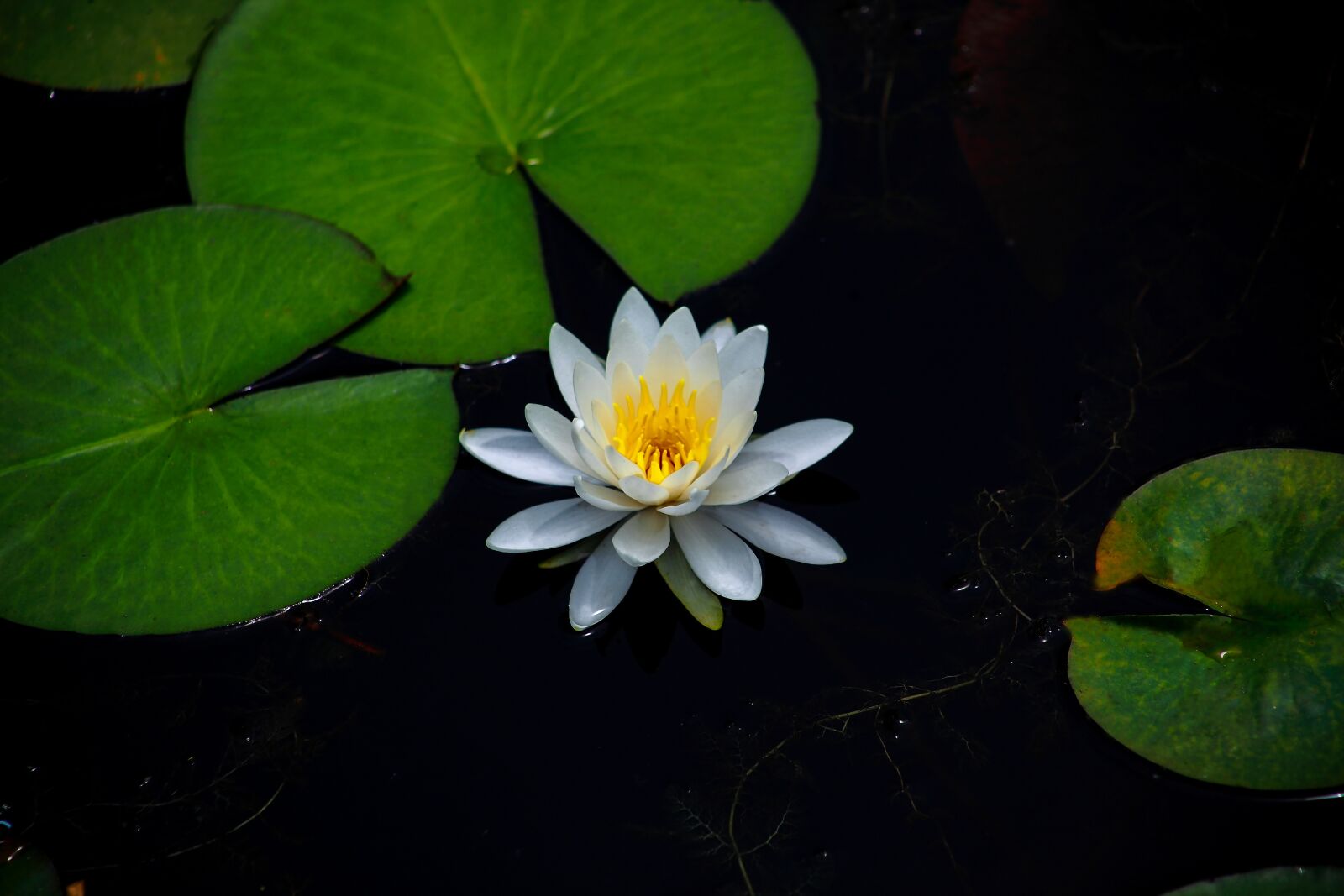 Canon EOS 5D Mark II sample photo. Water lilies, aquatic plants photography