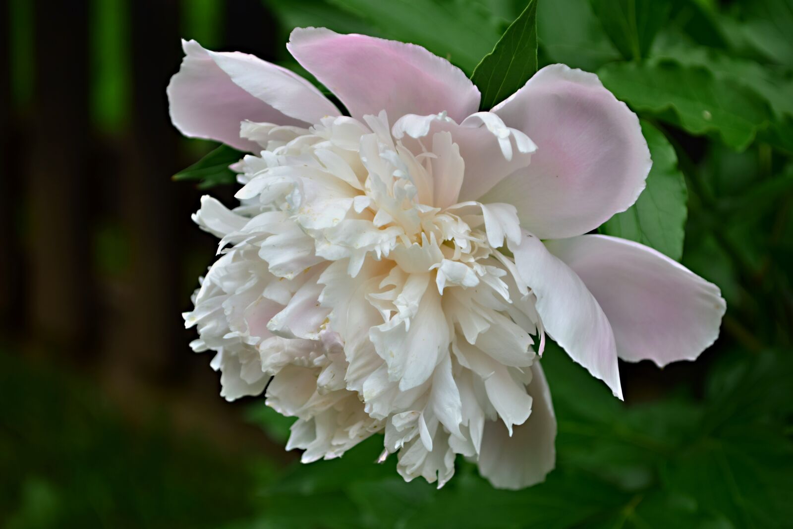 Nikon D5300 sample photo. Flower, garden, rose photography