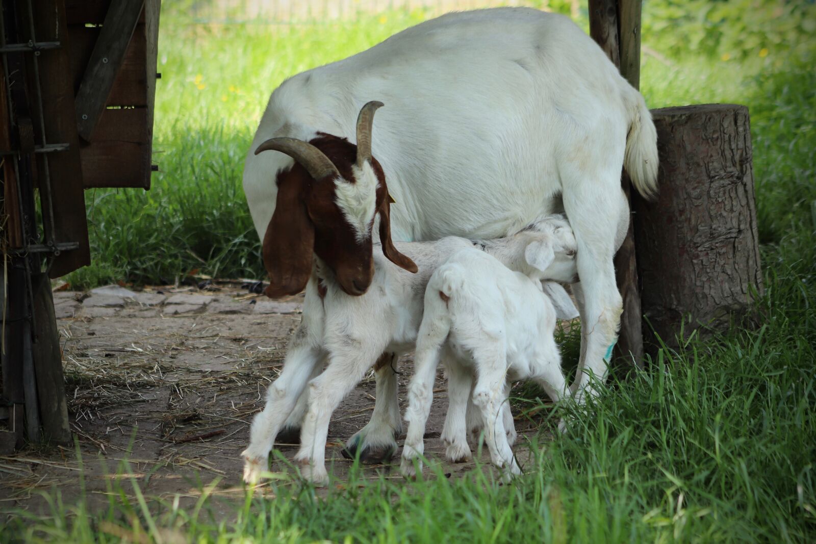 Canon EOS 800D (EOS Rebel T7i / EOS Kiss X9i) sample photo. Kid, goats, suckle photography