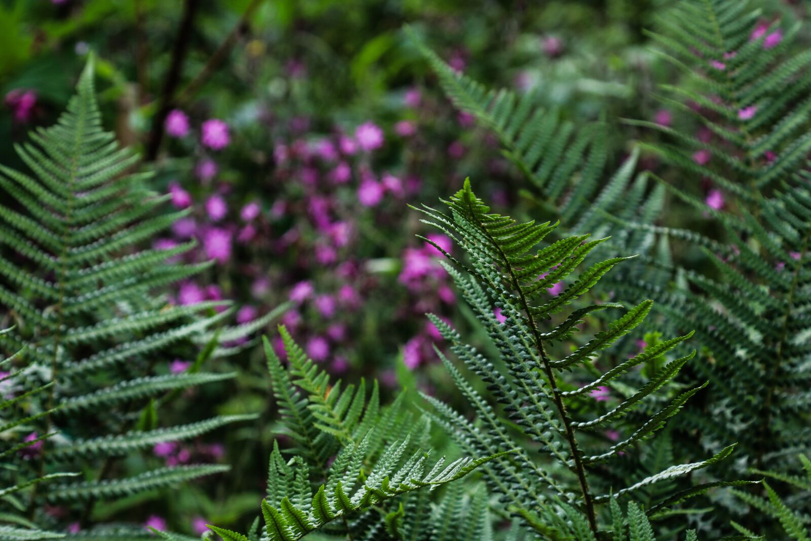 Canon EOS 760D (EOS Rebel T6s / EOS 8000D) + Canon EF 24-105mm F4L IS USM sample photo. Fern, nature, green photography