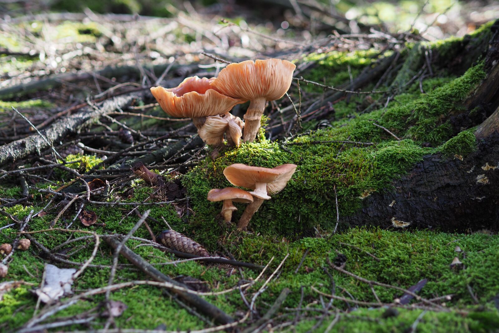 Olympus OM-D E-M10 II + Olympus M.Zuiko Digital 45mm F1.8 sample photo. Mushrooms, forest floor, forest photography
