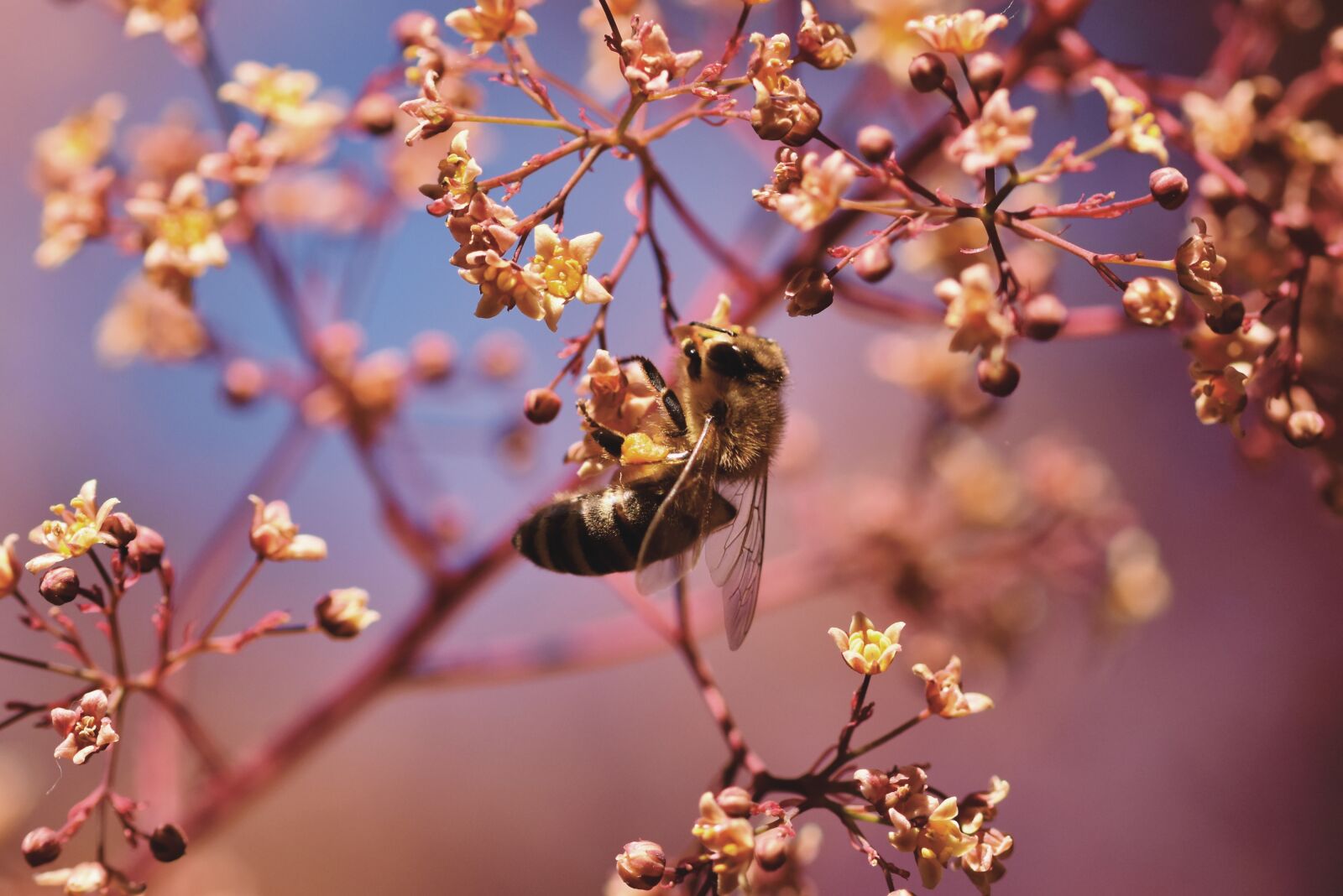 Nikon D7200 sample photo. Bee, honey bee, insect photography